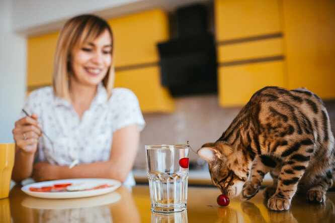 Котенок запрыгивает на стол