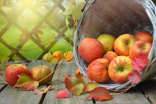 ведро с осенним урожаем яблок и листьями