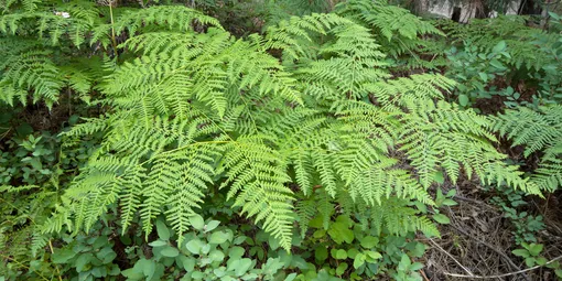 Орляк обыкновенный Pteridium aquilinum