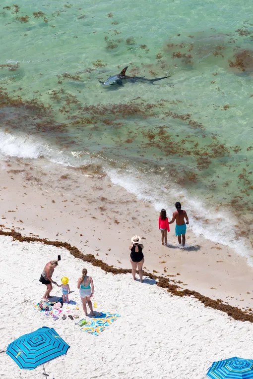 Акула у побережья Флориды в июне 2024 года