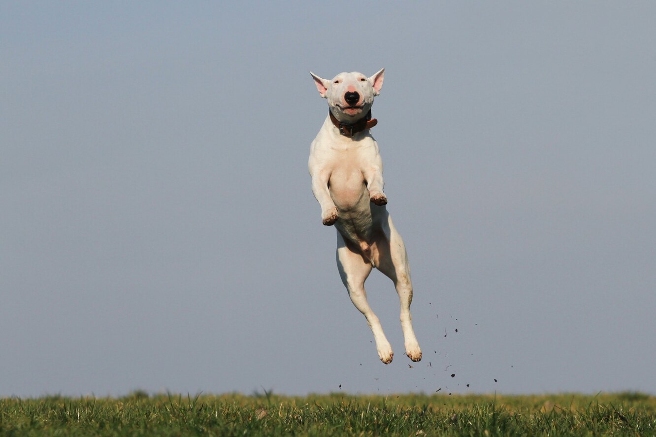 Смешные прыгающие собаки