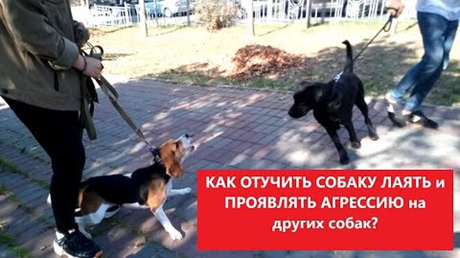 Собака бросается на других собак, что делать