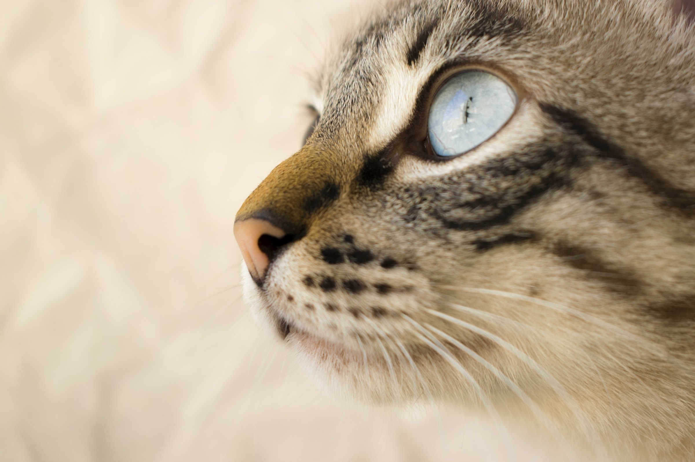 Когда расширенные зрачки у кошки — признак заболевания