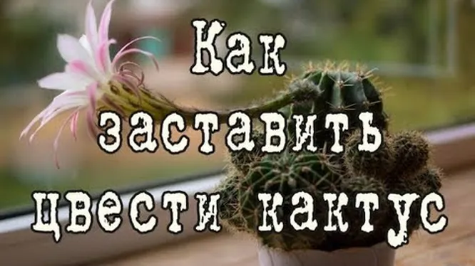 Нажми и смотри