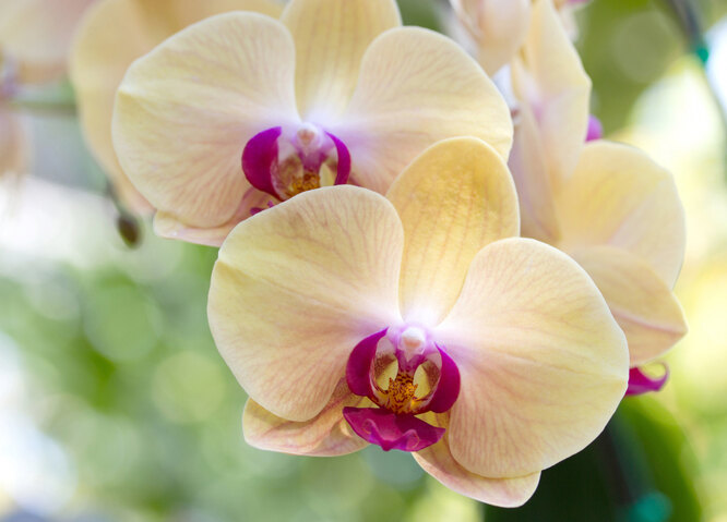 Стебель у орхидеи