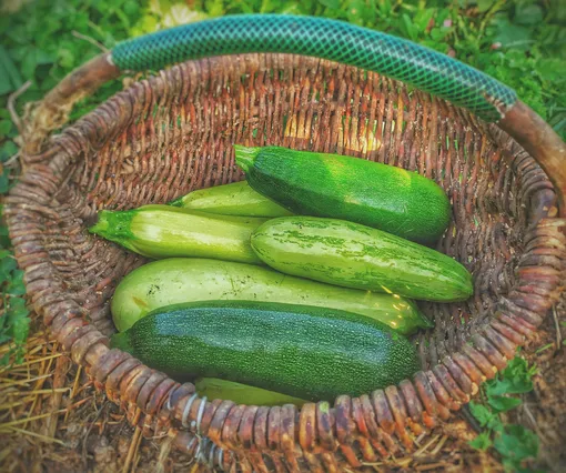 Маринованные кабачки станут отличной закуской к любому блюду