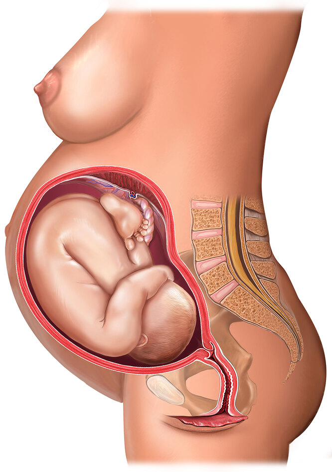 38 неделя беременности: что происходит в организме женщины и плода