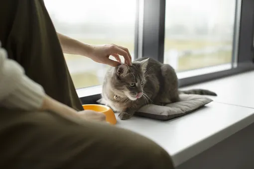 Коты обожают смотреть в окно — устройте им удобное место для наблюдения за птицами