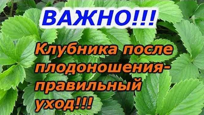 Нажми и смотри