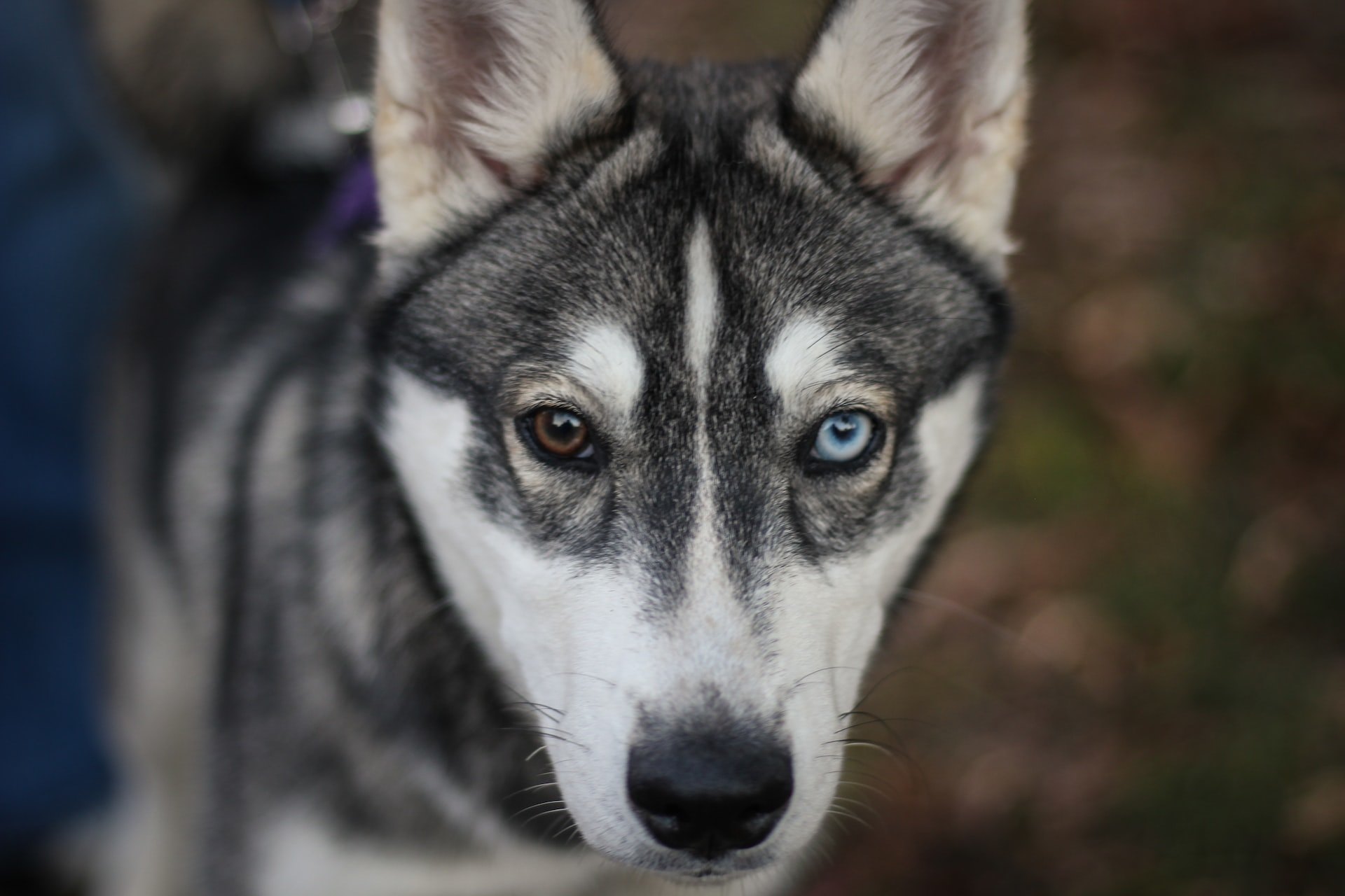 Почему у собаки краснеют глаза