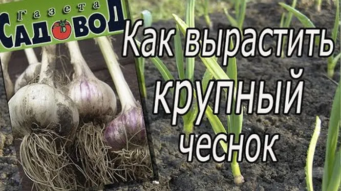 Чем подкормить яровой чеснок в июле. Выращиваем крупный чеснок. Размножение чеснока нестрелкующего. Советские книги о выращивании чеснока. Посадка чеснока головками.