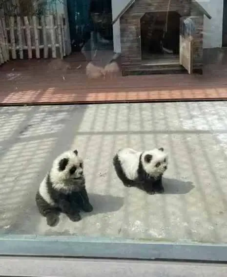 поддельные панды в китайском зоопарке