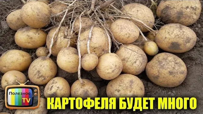 Нажми и смотри