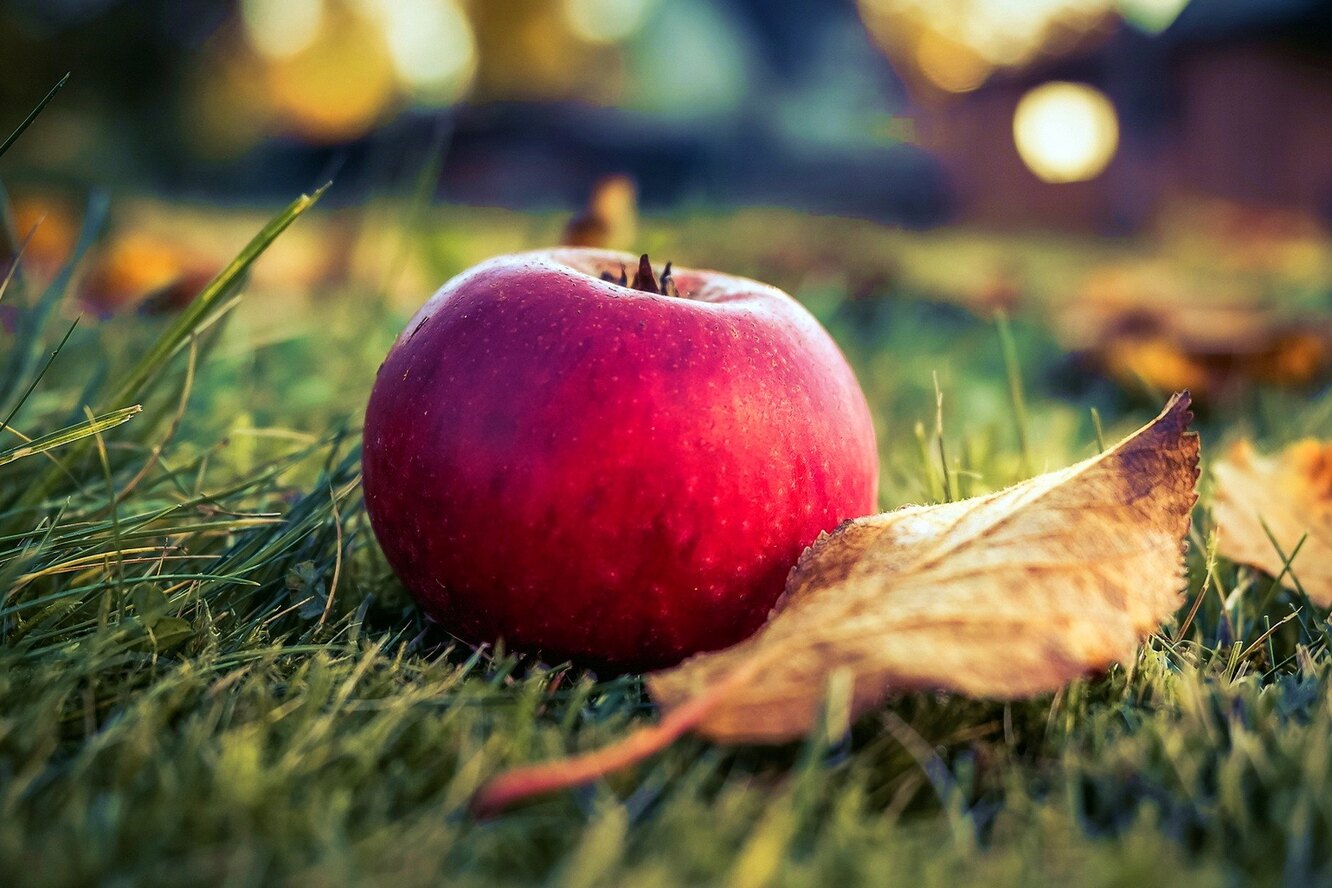 Яблоки в листве