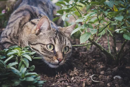 кошка, кошка в саду, кошка в засаде, красивый кот, полосатая кошка, домашнее животно