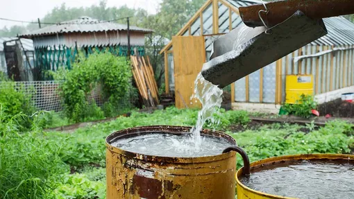 Какой водой поливать огурцы