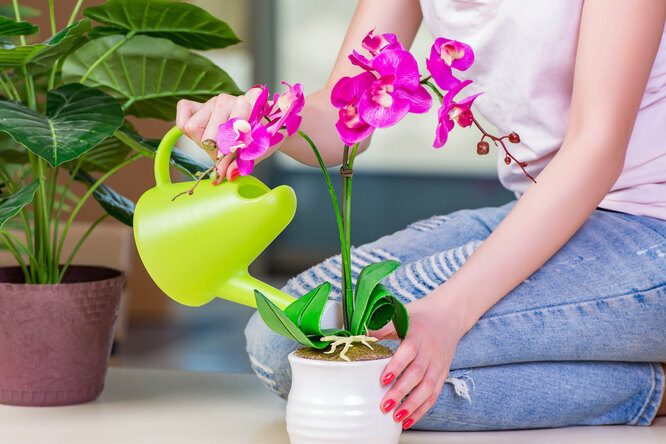 Как часто поливать орхидею?