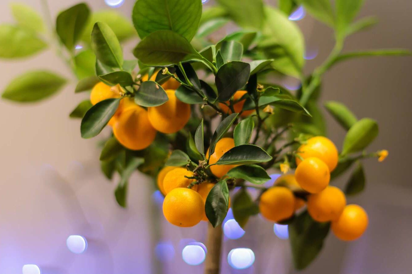 Как вырастить мандарин из косточки — простые советы