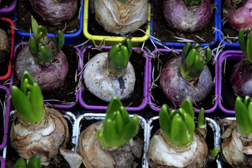 Как сохранить саженцы и луковицы растений до весны: советы опытных садоводов
