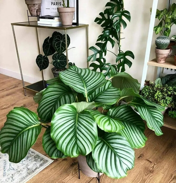 Calathea орбифолия