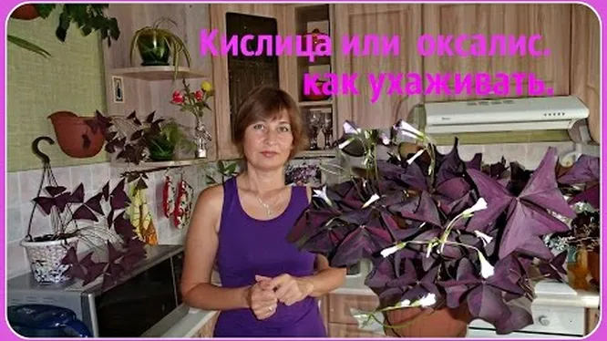 Нажми и смотри