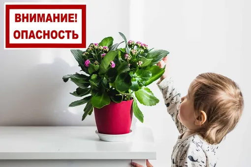 10 ядовитых комнатных растений, которые опасны для детей