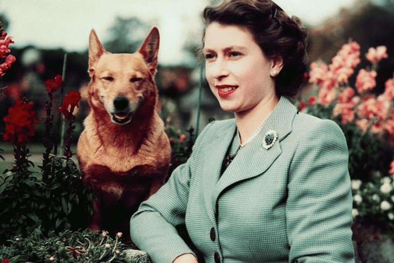 Любимая порода собак английской королевы
