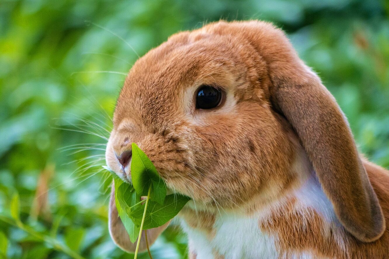 Какой травой нельзя кормить кроликов летом фото