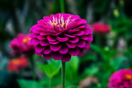 Dahlias