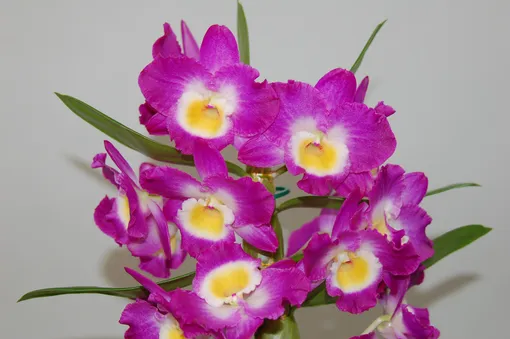 Дендробиум (Dendrobium)