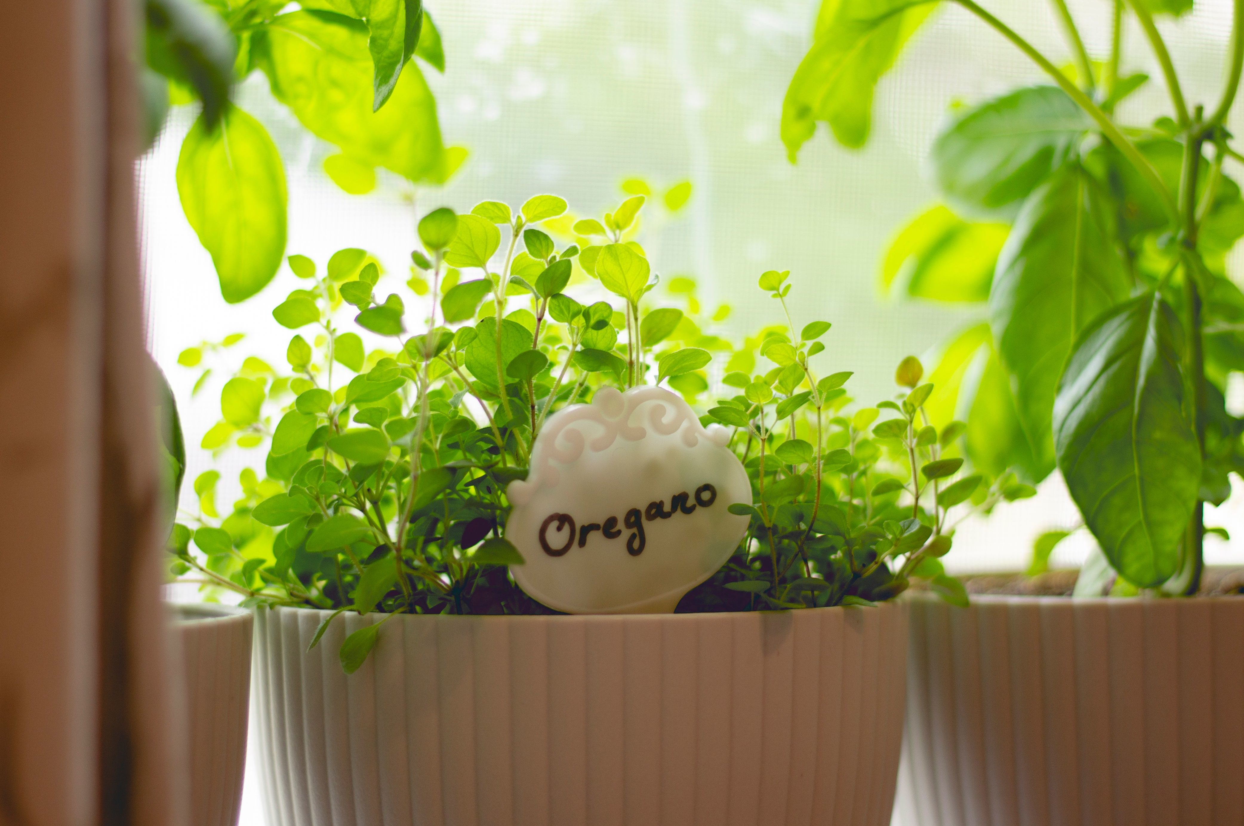 Огород на подоконнике: как вырастить дома овощи и зелень
