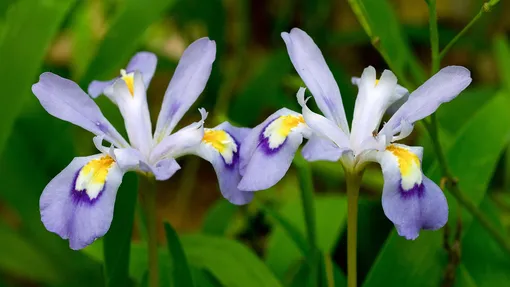 Iris cristata идеален для контейнерного сада