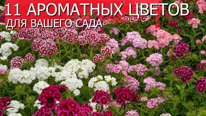 Нажми и смотри