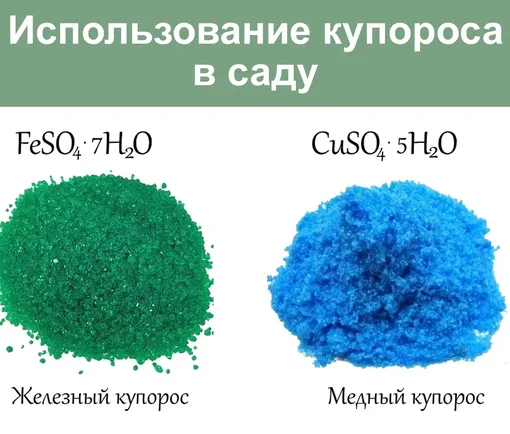 Отличия обработки винограда медным и железным купоросом