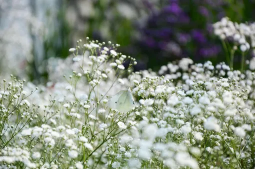 Белые цветки гипсофилы метельчатой