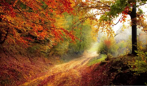 осенний лес и дорога, занесенная листьями