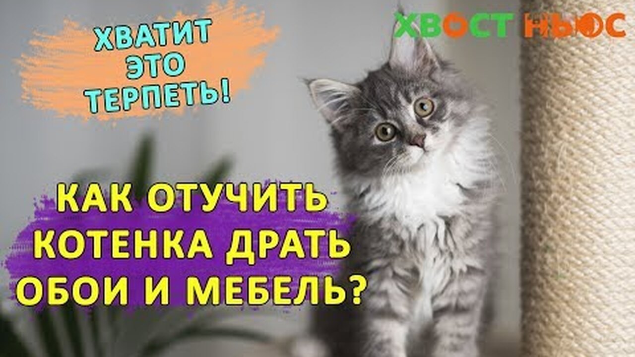 Как отучить щенка рвать обои