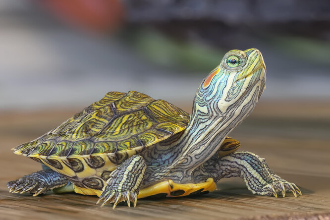Черепахи домашние сухопутные: уход, содержание, фото