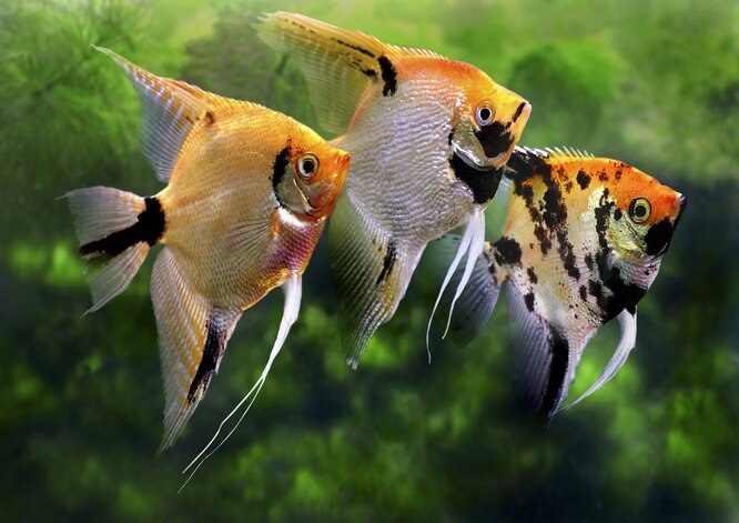 Рисунок аквариумных рыб