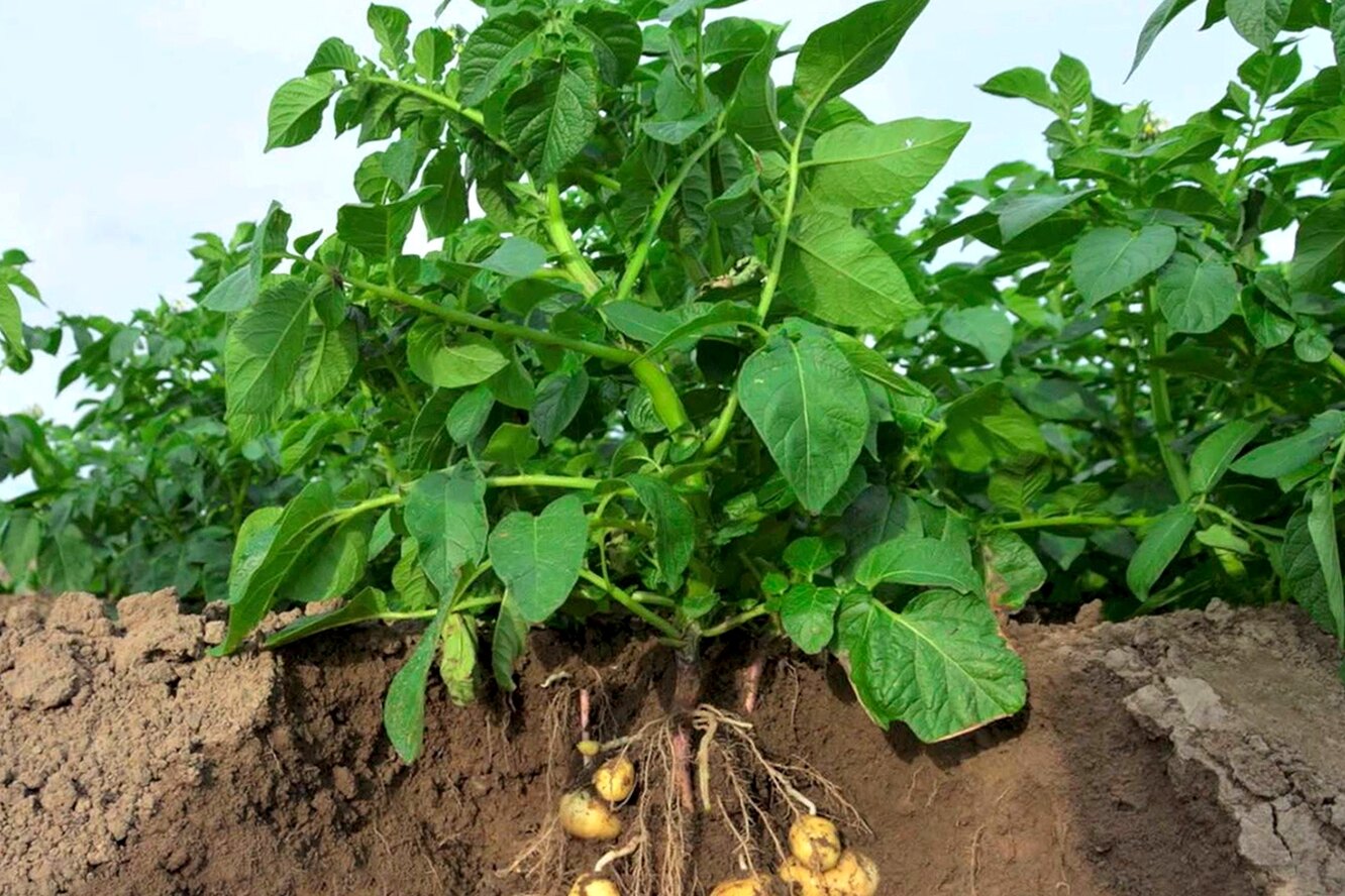 Какими должны быть ростки у картофеля для посадки фото