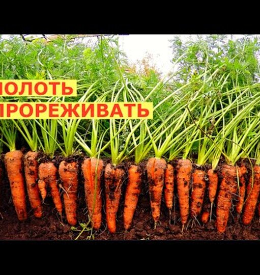 Морковь дома на подоконнике