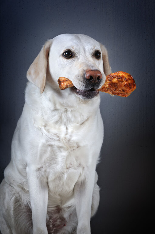 Что делать, если собака съела куриную кость?