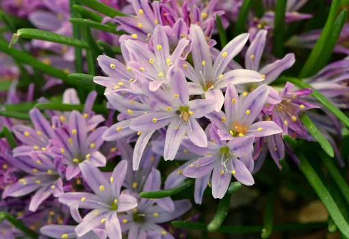 Первые весенние цветы — гиацинты