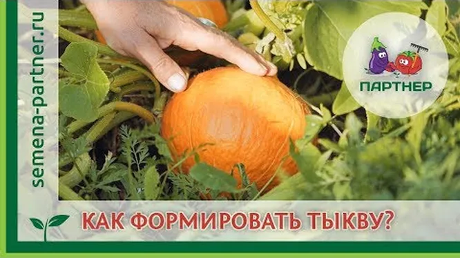 Нажми и смотри