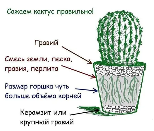 В какую землю сажать кактус: особенности субстрата