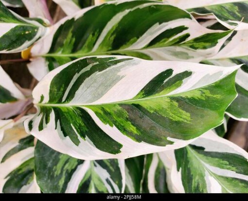 Комнатные растения с вариегатными листьями