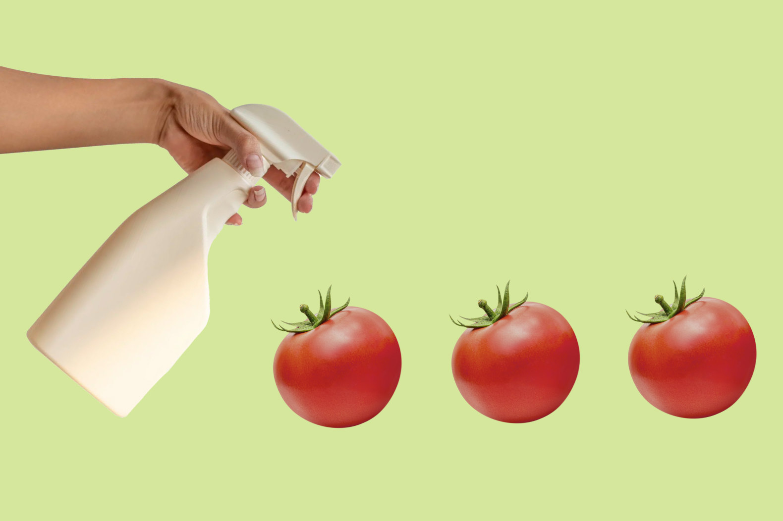 Виды систем капельного полива для выращивания помидор в теплицах
