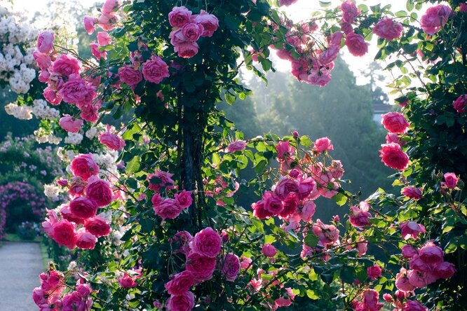 Старинные садовые розы