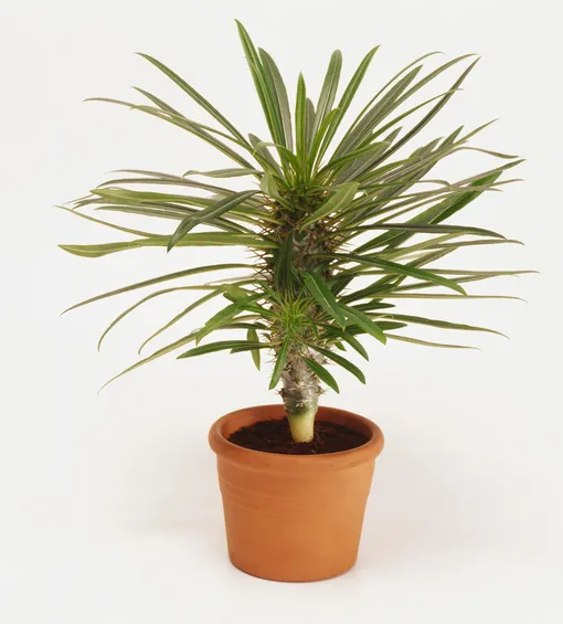 Pachypodium