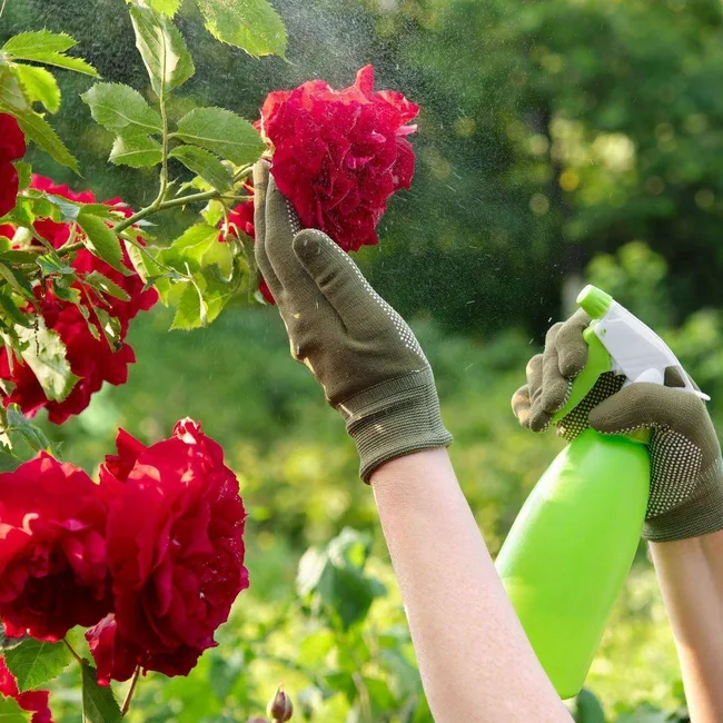 Чёрная пятнистость уничтожает соседские розы? Срочно опрыскайте свои цветы этим самодельным средством